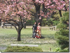 清澄庭園桜