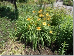 百花園ニッコウキスゲ