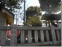 吾嬬神社神樟 (2)