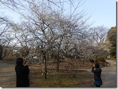 隅田公園梅