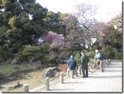 隅田公園梅②