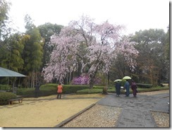 戸定邸枝垂桜