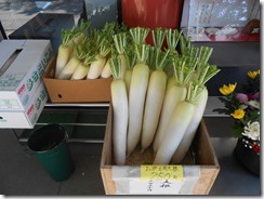 待乳山大根②